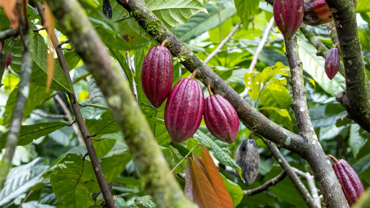 Víctimas de estafa en venta de cacao piden intervención del presidente Abinader