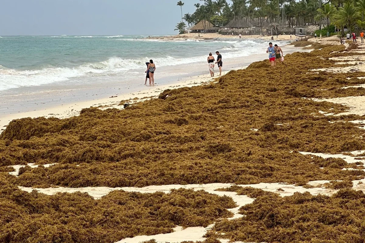 ONU aprueba histórica resolución sobre el sargazo impulsada por República Dominicana