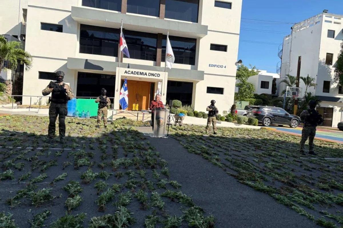Desmantelan plantación de 1,835 plantas de marihuana en zona montañosa de Baní