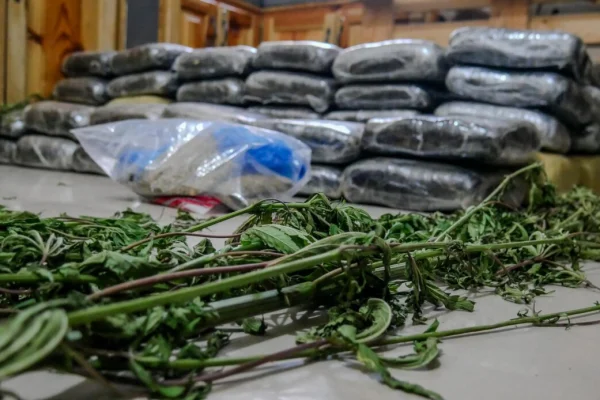 DNCD ocupa más de 600 libras de presunta marihuana durante allanamientos