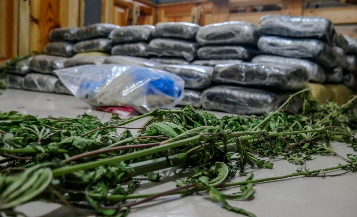 DNCD ocupa más de 600 libras de presunta marihuana durante allanamientos
