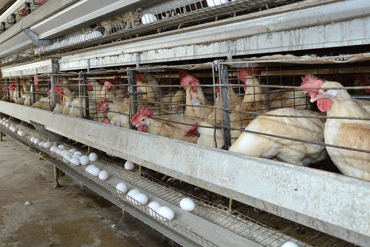 Roban más de 600 pollos vivos en una granja en La Vega