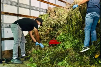 Desmantelan sembradío de marihuana de casi 14,000 libras en San José de Ocoa