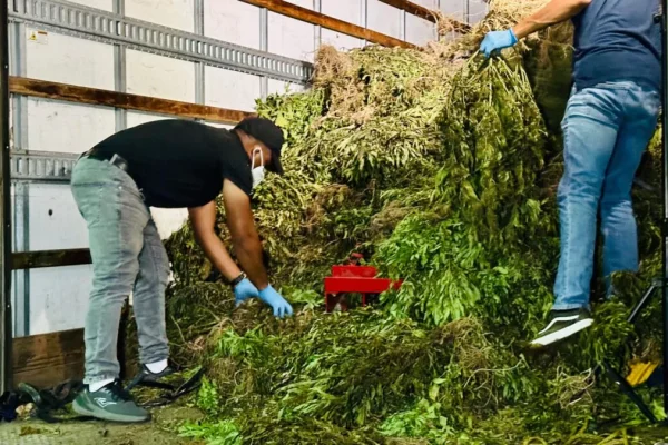 Desmantelan sembradío de marihuana de casi 14,000 libras en San José de Ocoa