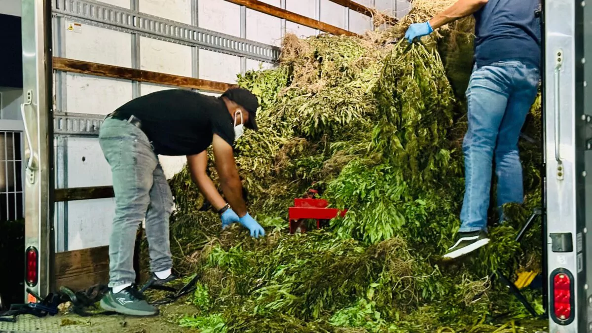 Desmantelan sembradío de marihuana de casi 14,000 libras en San José de Ocoa