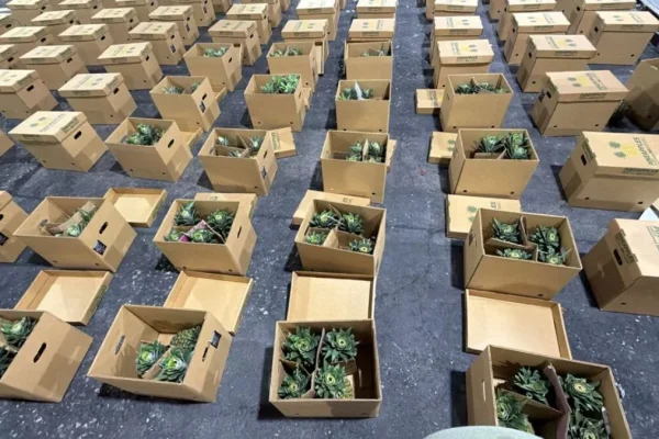 Interceptan cargamento de piñas con presunta cocaína; detienen hombre