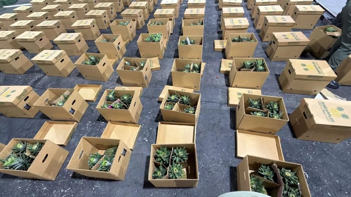 Interceptan cargamento de piñas con presunta cocaína; detienen hombre