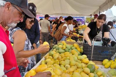 Productores de Baní estiman pérdidas por RD$90 millones tras veto de EE.UU. al mango dominicano